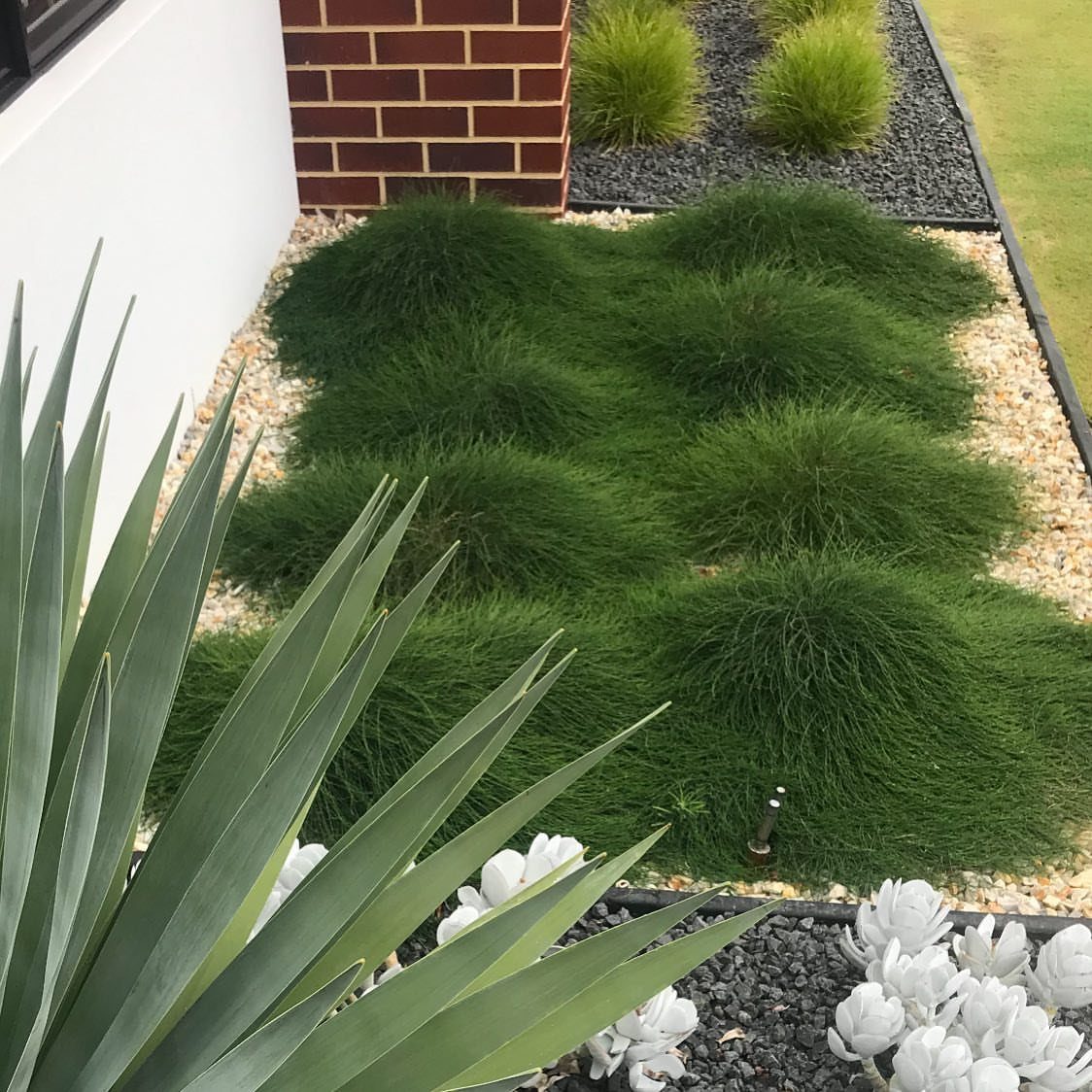 Green ornamental grass mounds in a gravel garden bed next to a brick wall.