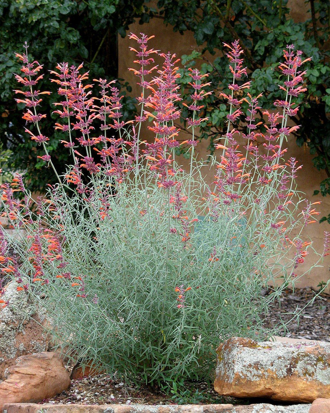 Agastache plant with silvery foliage and tall reddish-orange flower spikes among garden rocks.