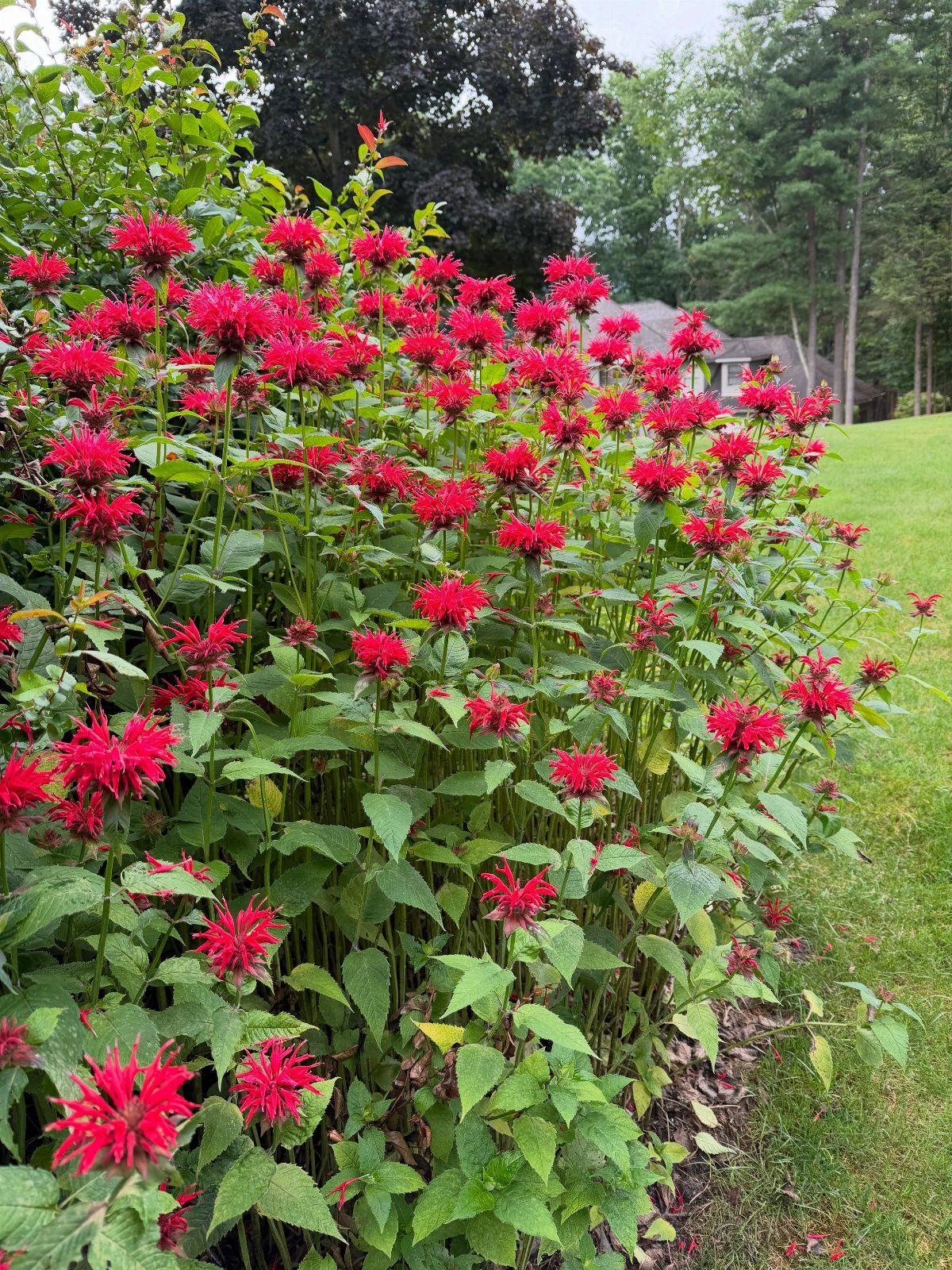 Red bee balm flowers with green leaves growing in a sunny outdoor garden.