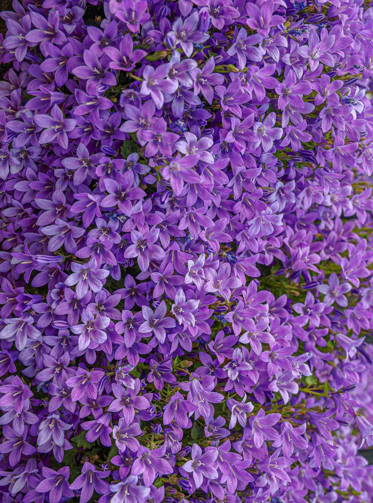 Purple bellflowers with star-shaped petals growing in a dense, vibrant cluster.