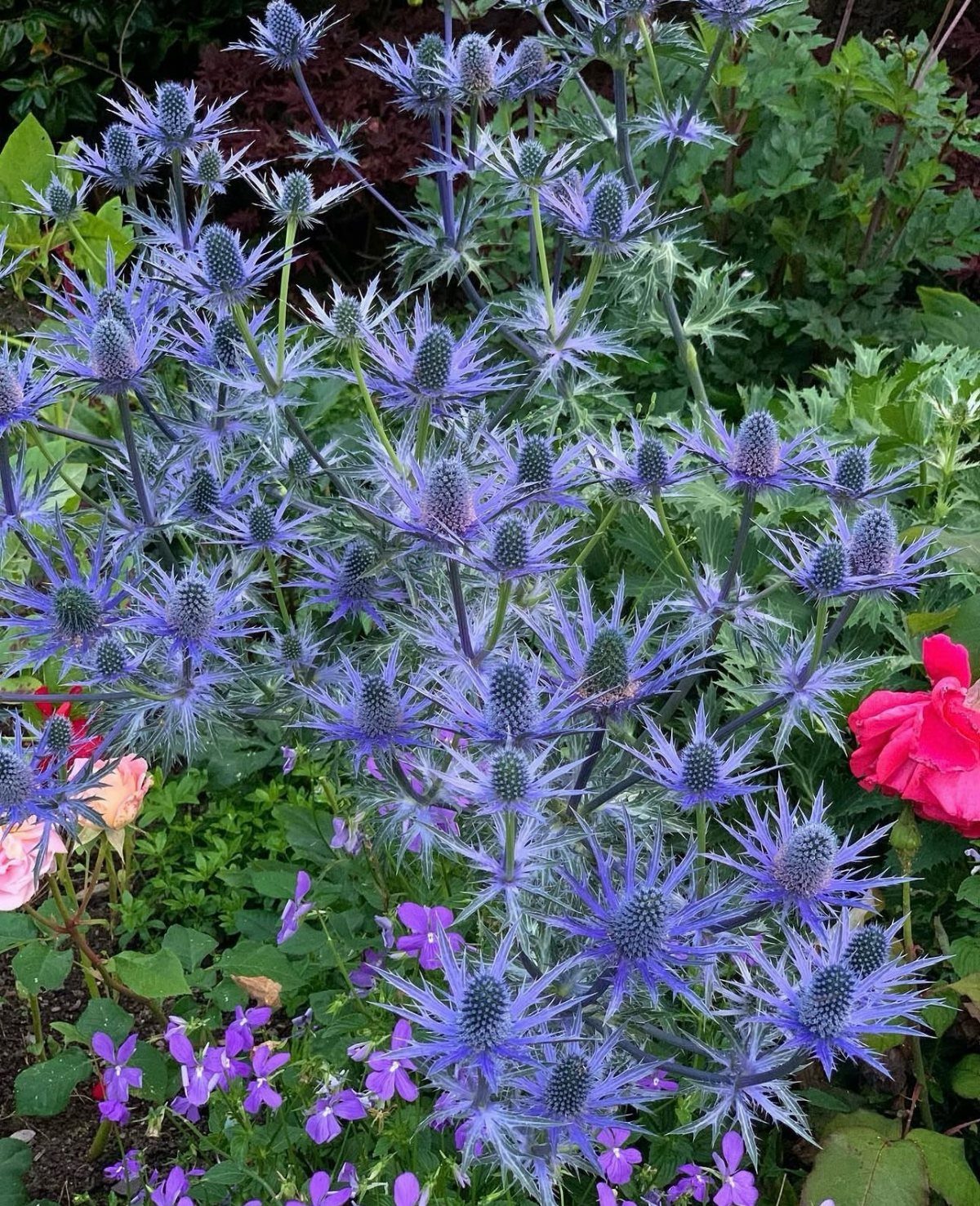 Blue sea holly flowers with spiky petals growing in a lush garden bed.