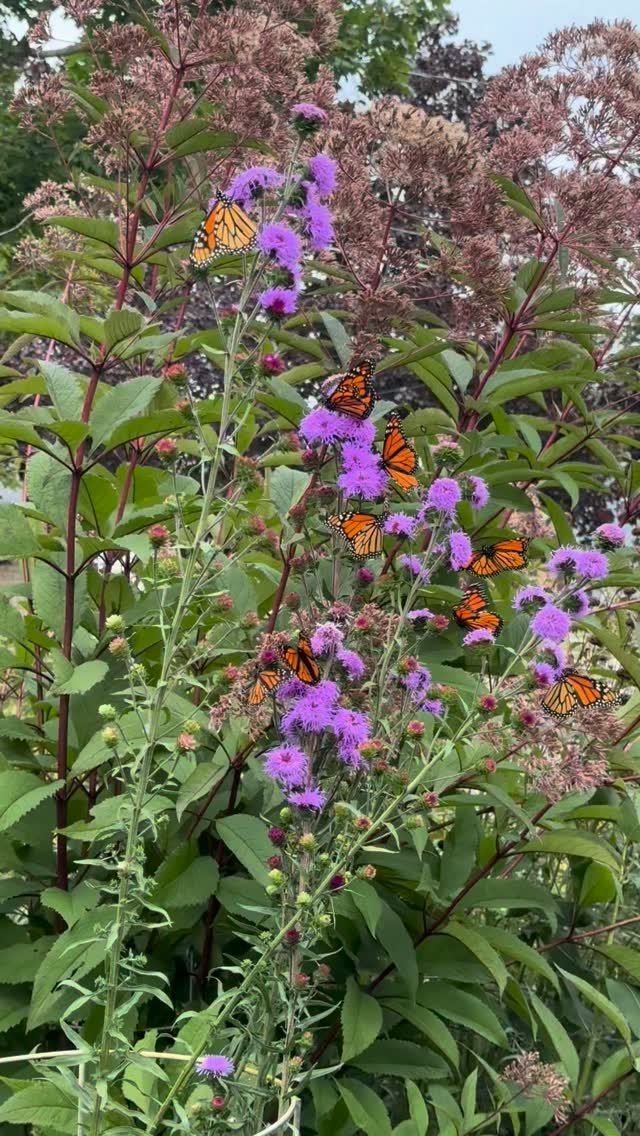 Purple blazing star flower plumes with several orange monarch butterflies visiting the blossoms.