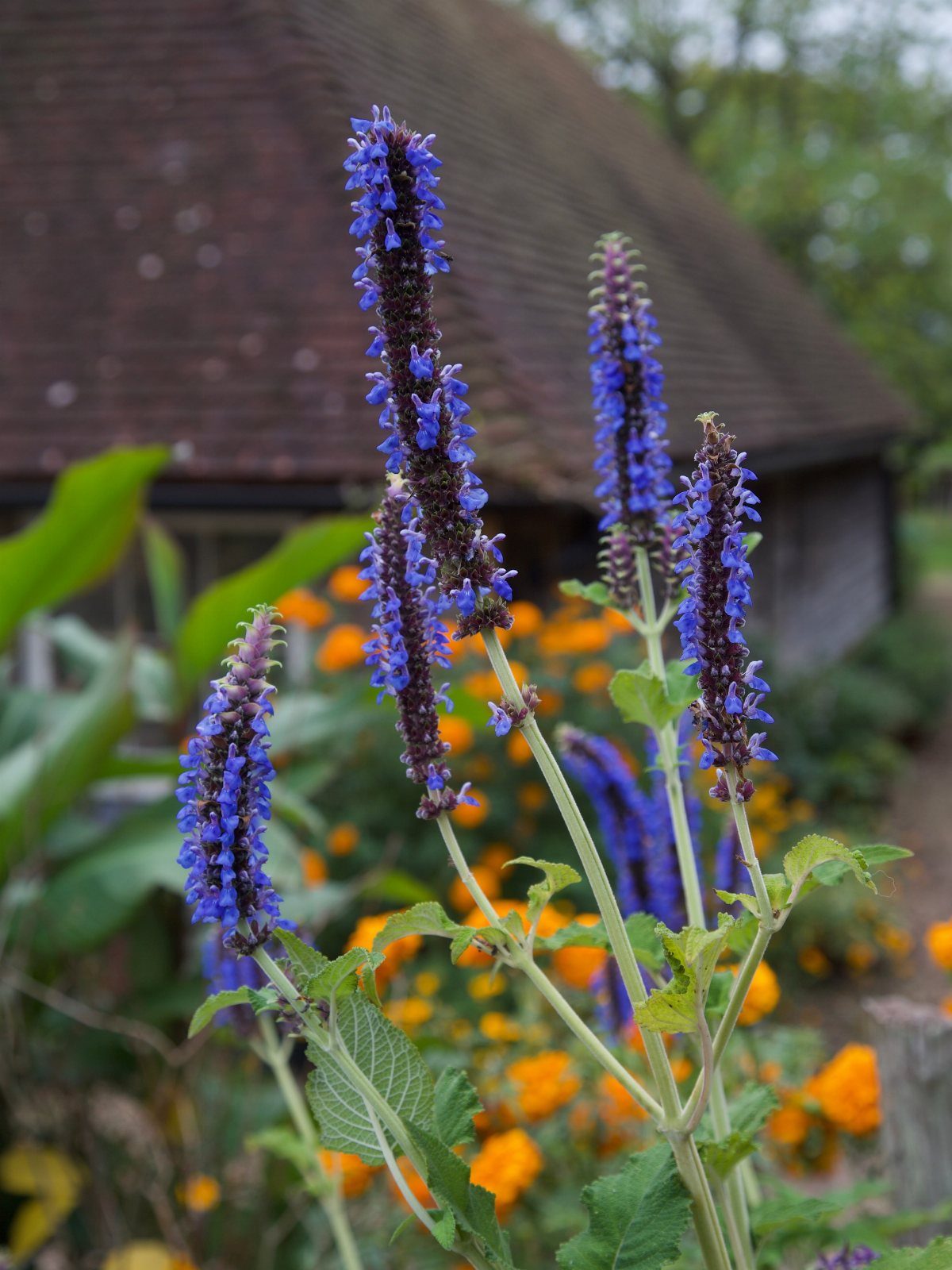 Purple bog sage flower spikes growing in a garden with orange blooms.