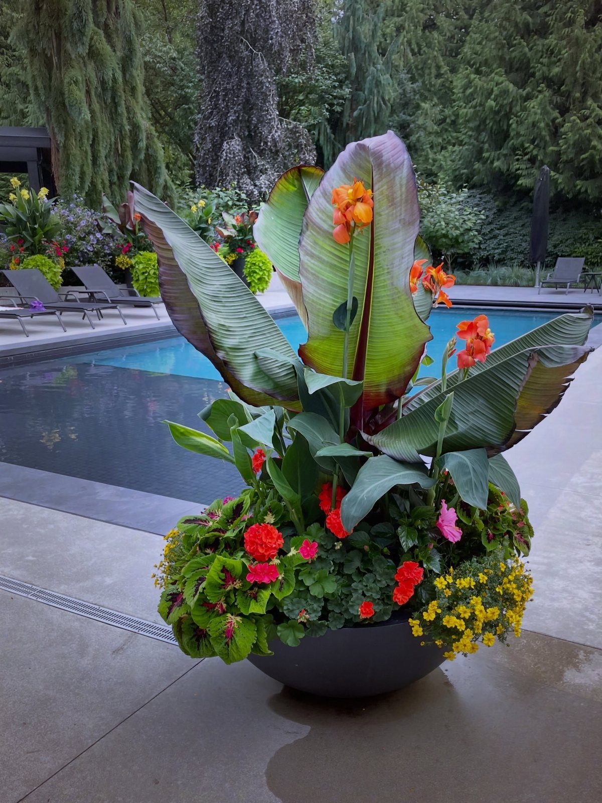 Canna lilies with orange flowers and bold foliage in a black patio planter