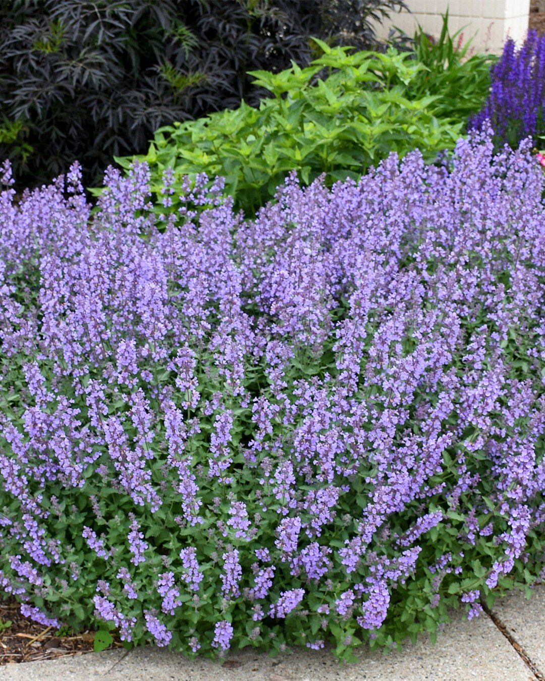 Purple catmint flowers growing in a dense mound in a sunny garden bed.