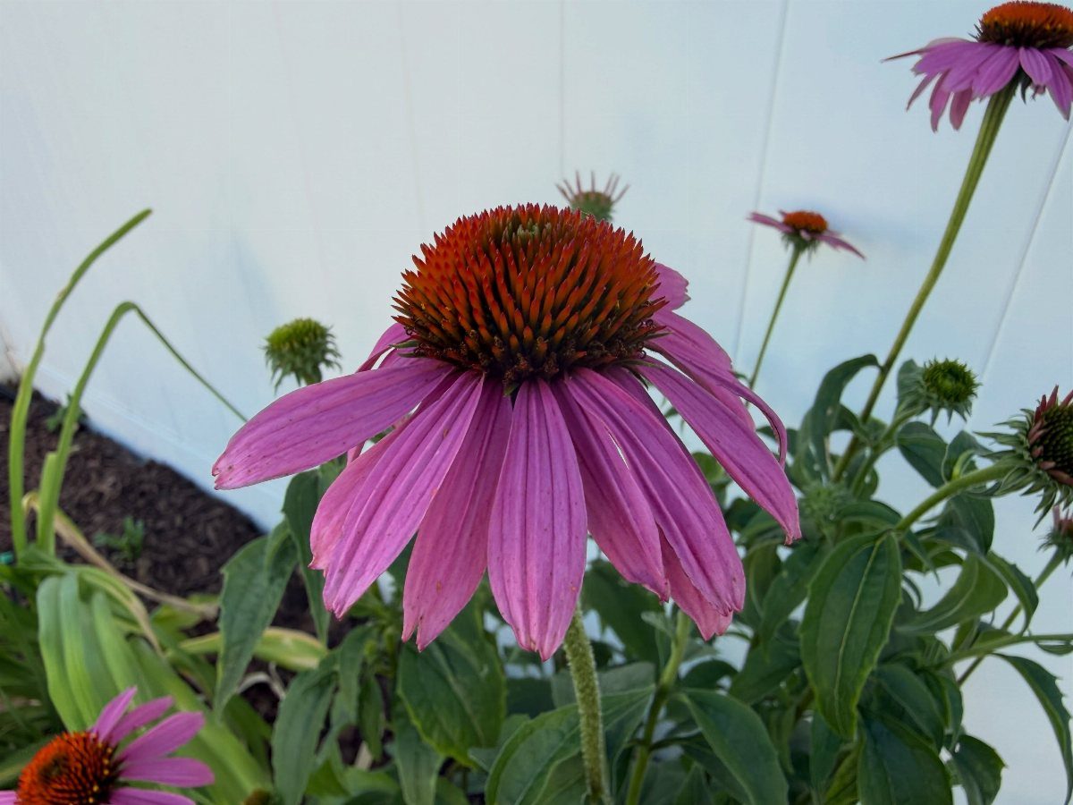 Purple coneflowers with orange centers blooming in a garden against a white fence.