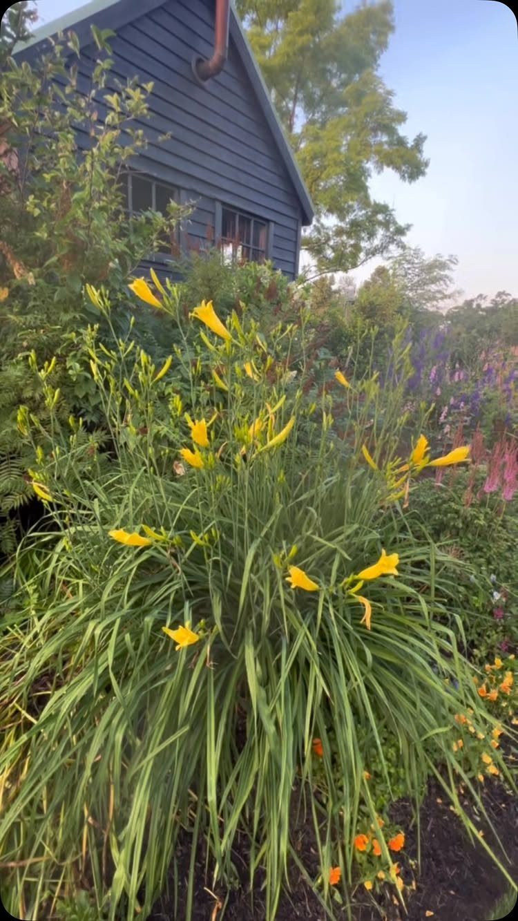 Yellow daylilies with long green leaves blooming in a garden near a grey house.