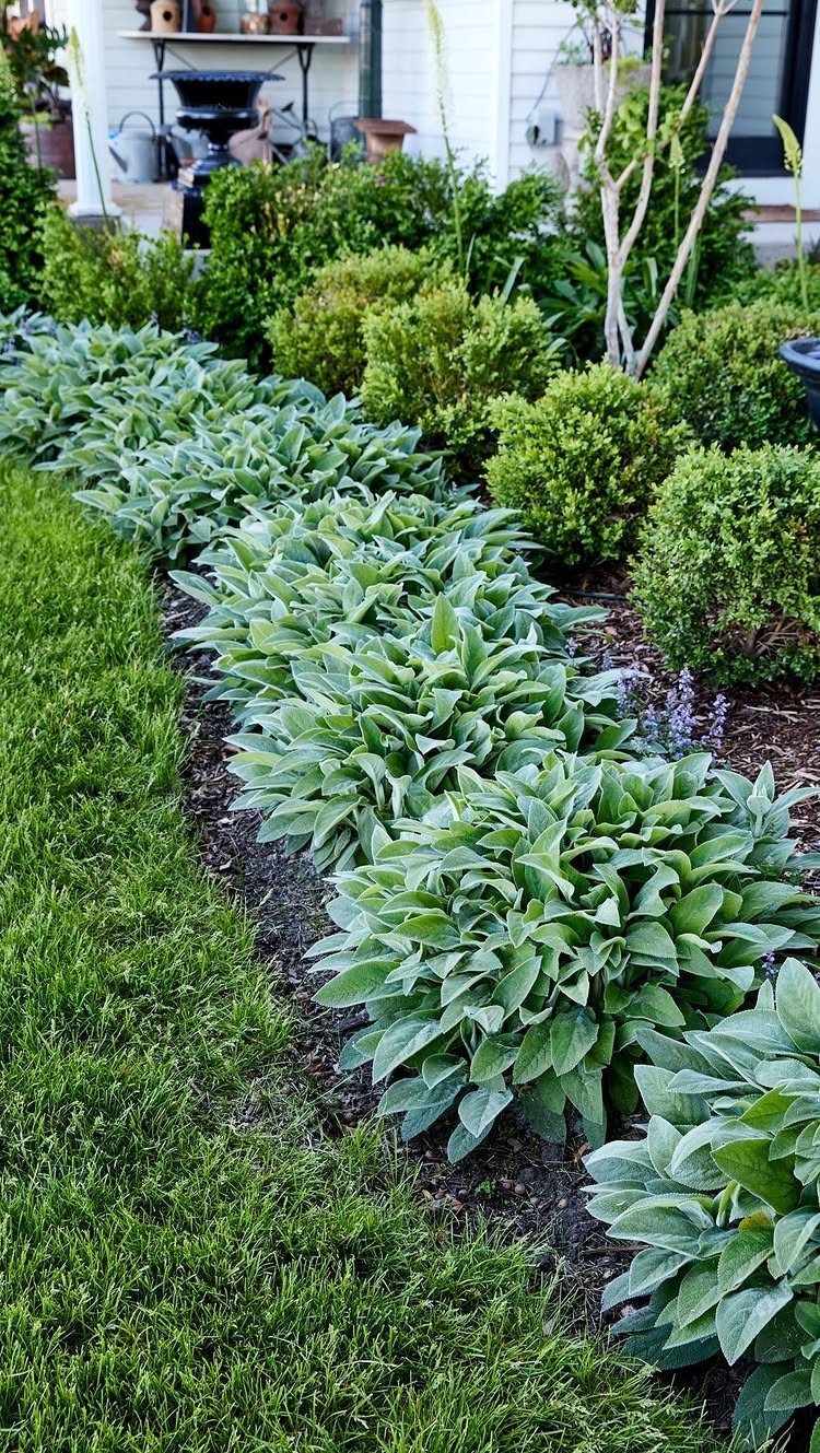 Lamb's ear plants with silvery fuzzy leaves lining a green garden lawn.