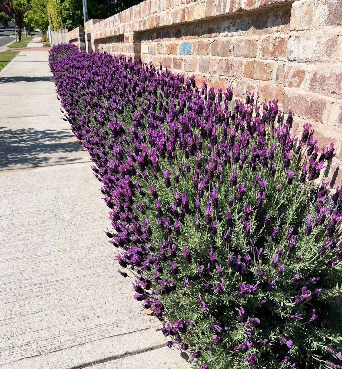 Purple lavender plants blooming in a row along a brick wall and sidewalk.