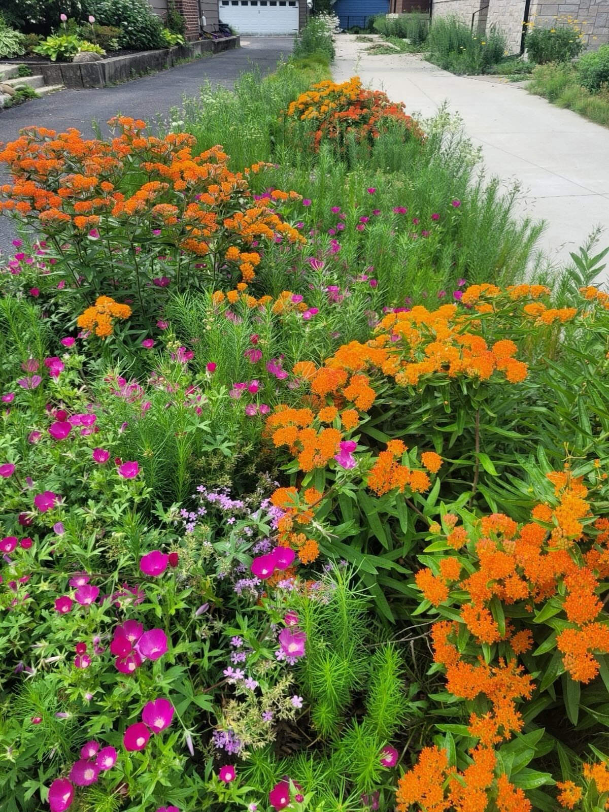 Orange milkweed and pink flowers growing in a sunny garden border along a driveway.
