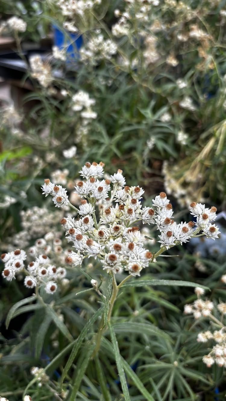 Pearly everlasting plant with small white flowers and silvery-green fuzzy foliage.