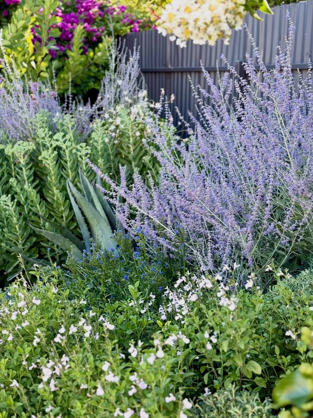 Purple Russian sage spikes growing in a lush garden with white flowers.