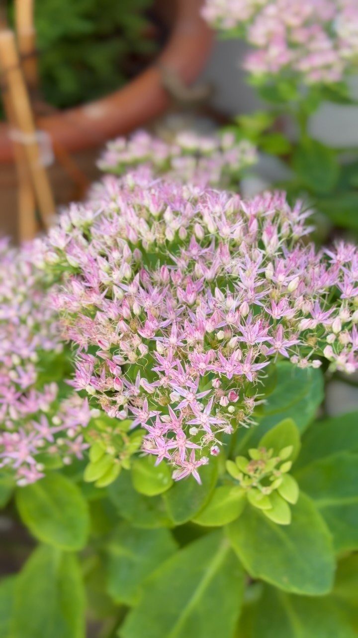Pink sedum flowers with thick green succulent leaves in a garden setting.