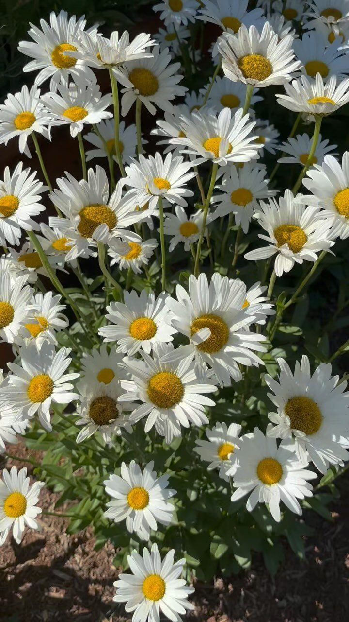 Shasta daisies with white petals and yellow centers blooming in a sunny garden.