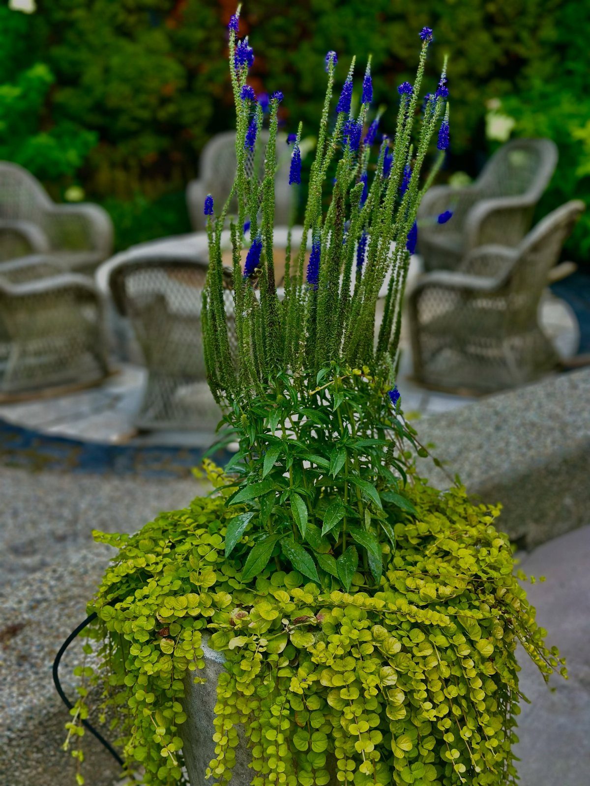 Blue speedwell flowers growing tall in a pot with lime-green trailing foliage.