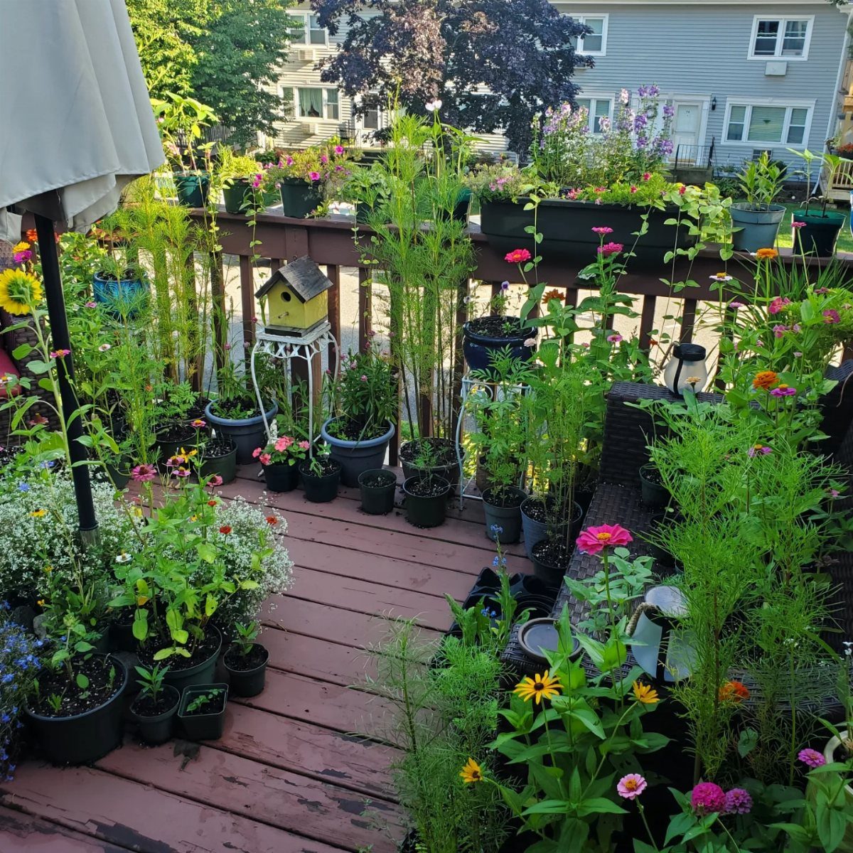 11 Potted Plant Garden Ideas for Patios, Balconies, Rooftops 10 Wooden balcony deck filled with various colorful flowering plants in black plastic pots.