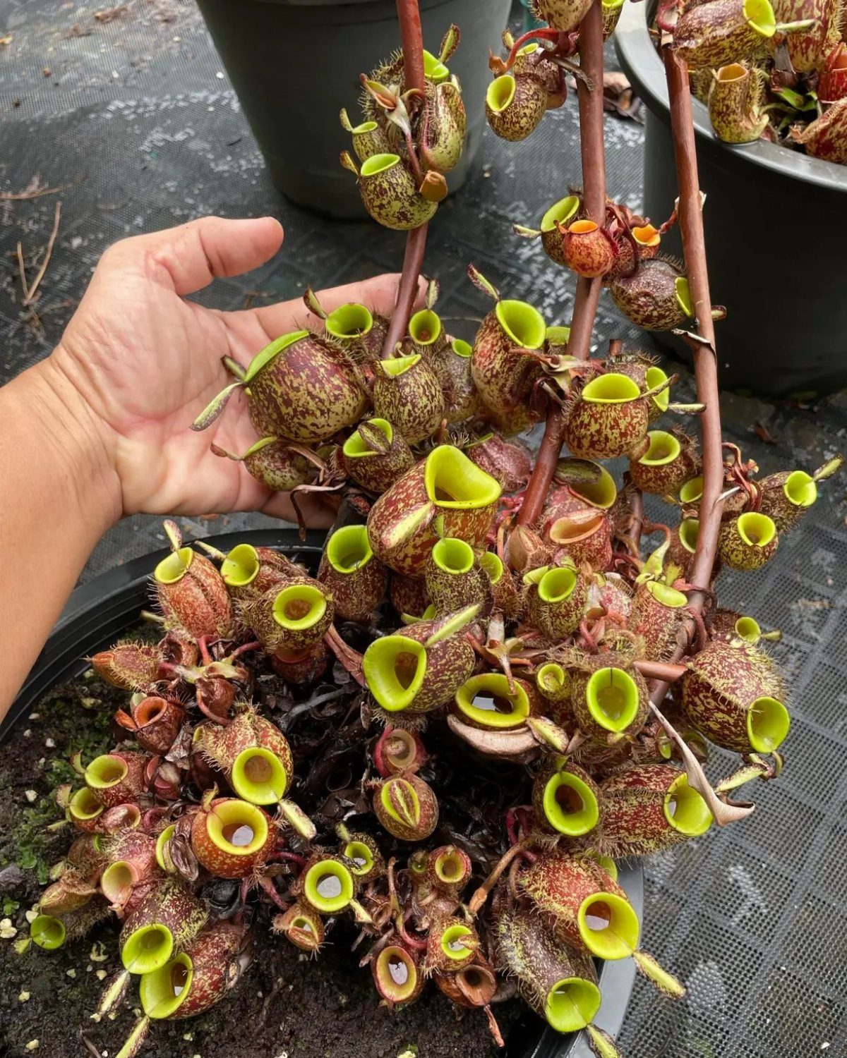 11 Potted Plant Garden Ideas for Patios, Balconies, Rooftops 3 Nepenthes pitcher plant with speckled reddish-brown traps and green rims in a black pot