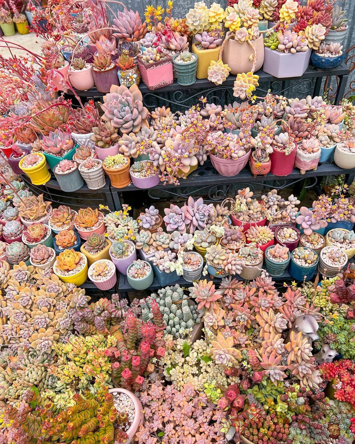 11 Potted Plant Garden Ideas for Patios, Balconies, Rooftops 4 Various colorful succulents in small ceramic pots arranged on black metal shelves.