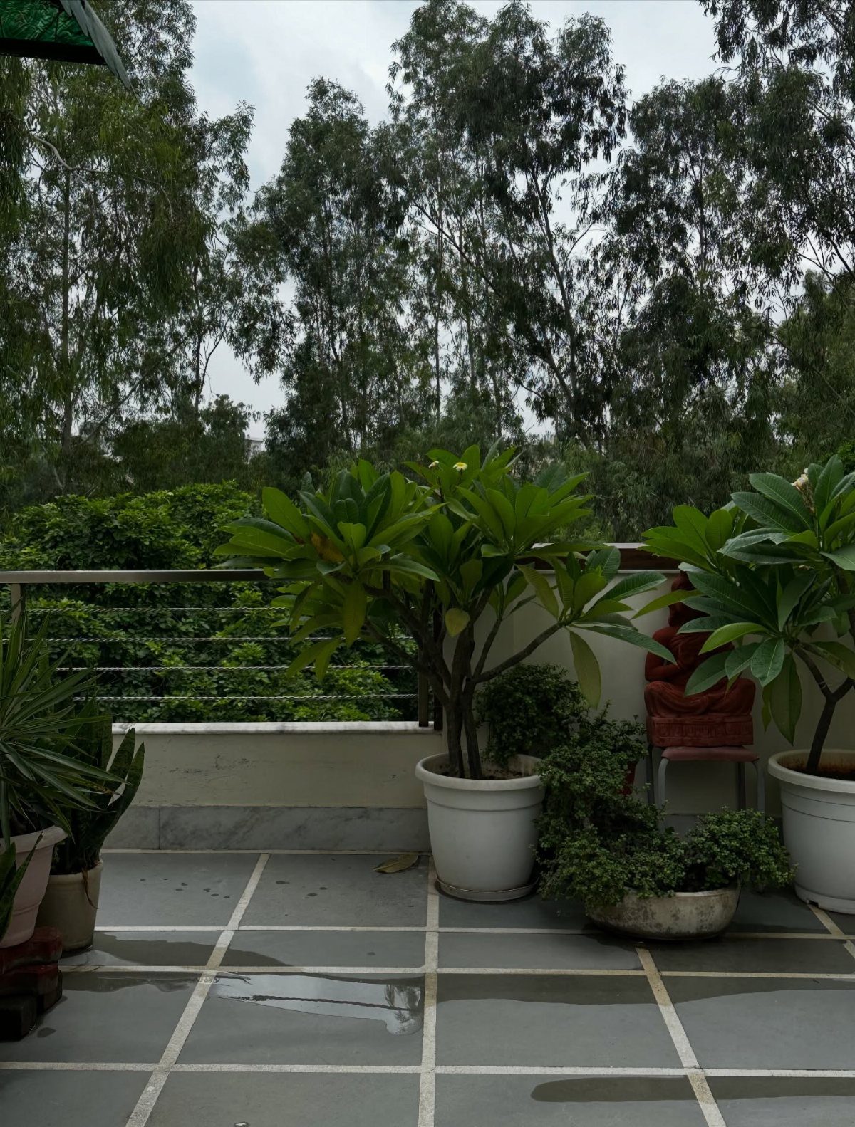 11 Potted Plant Garden Ideas for Patios, Balconies, Rooftops 11 Green leafy plants in white pots on a grey tiled rooftop terrace.
