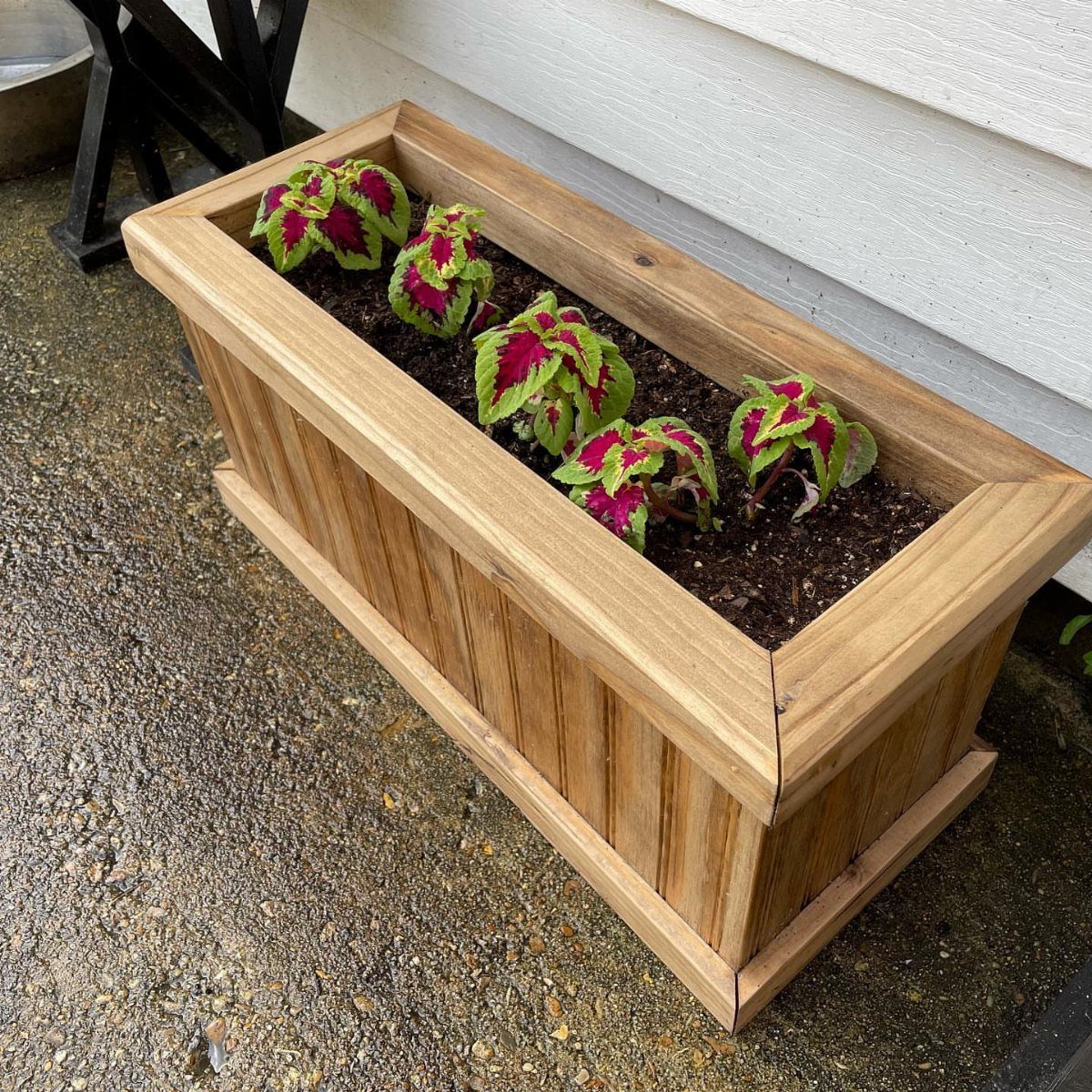 11 Potted Plant Garden Ideas for Patios, Balconies, Rooftops 6 Coleus plants spaced apart in a long rectangular wooden planter box on concrete.