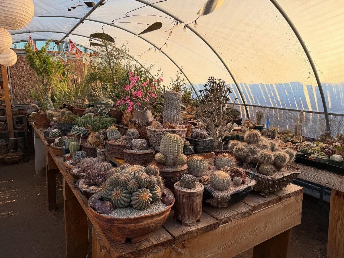 Cacti and succulents in various pots on wooden benches inside a bright greenhouse.