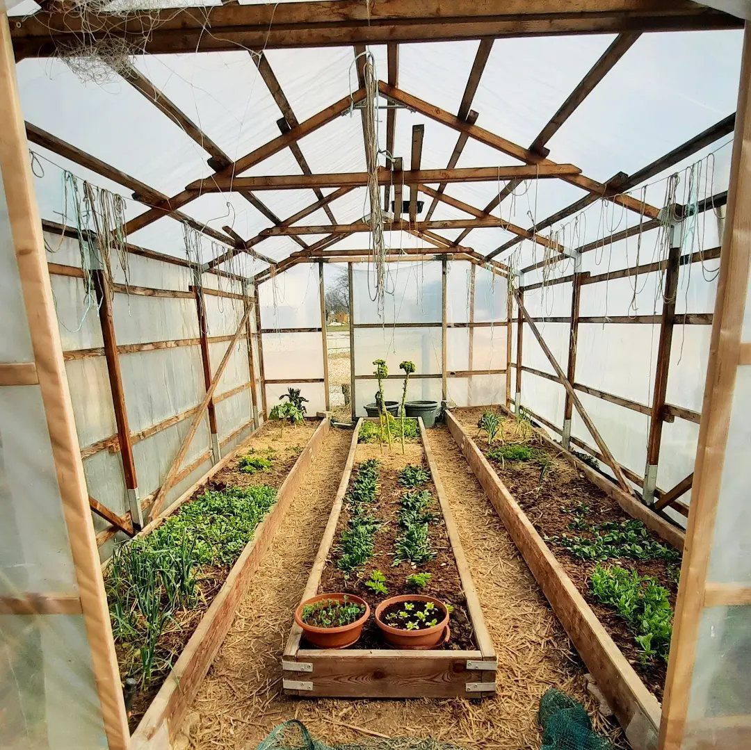 Greenhouse interior with wooden raised garden beds and various green plants growing inside.