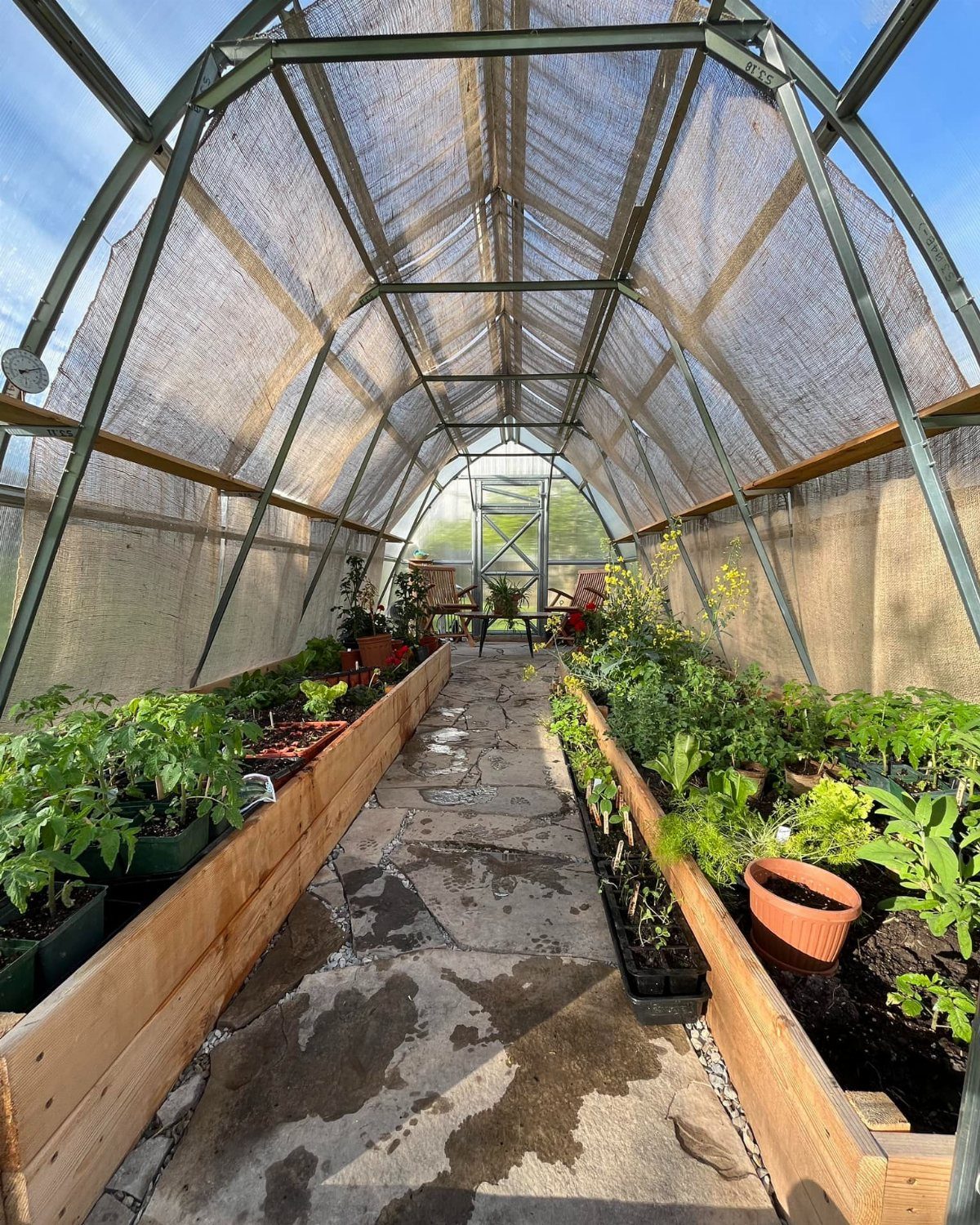 Greenhouse interior with a grey mesh shade cloth covering the arched metal roof.