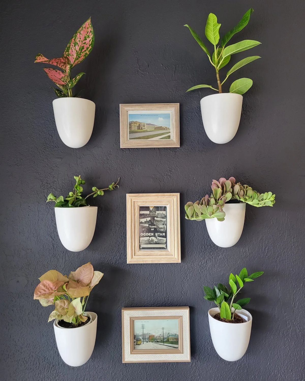 White wall-mounted planters with green plants and small framed pictures on a dark wall.
