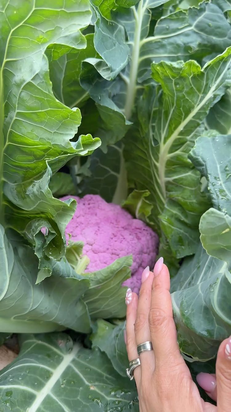 Purple cauliflower head surrounded by large green leaves with a hand touching them.