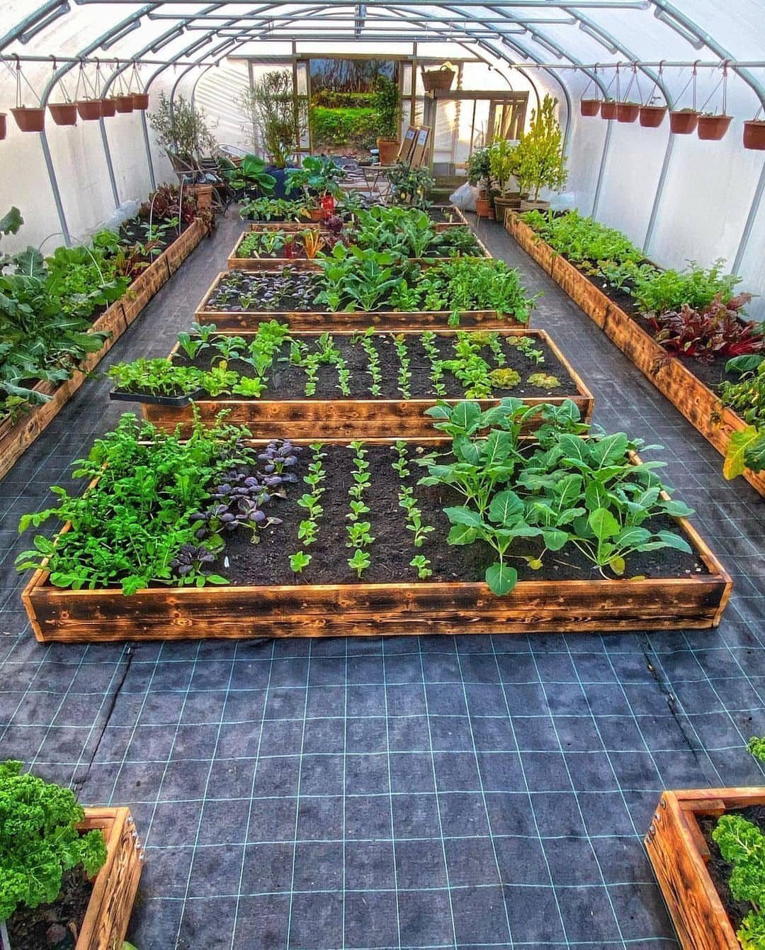 Greenhouse interior with wooden raised beds filled with various green vegetable crops.