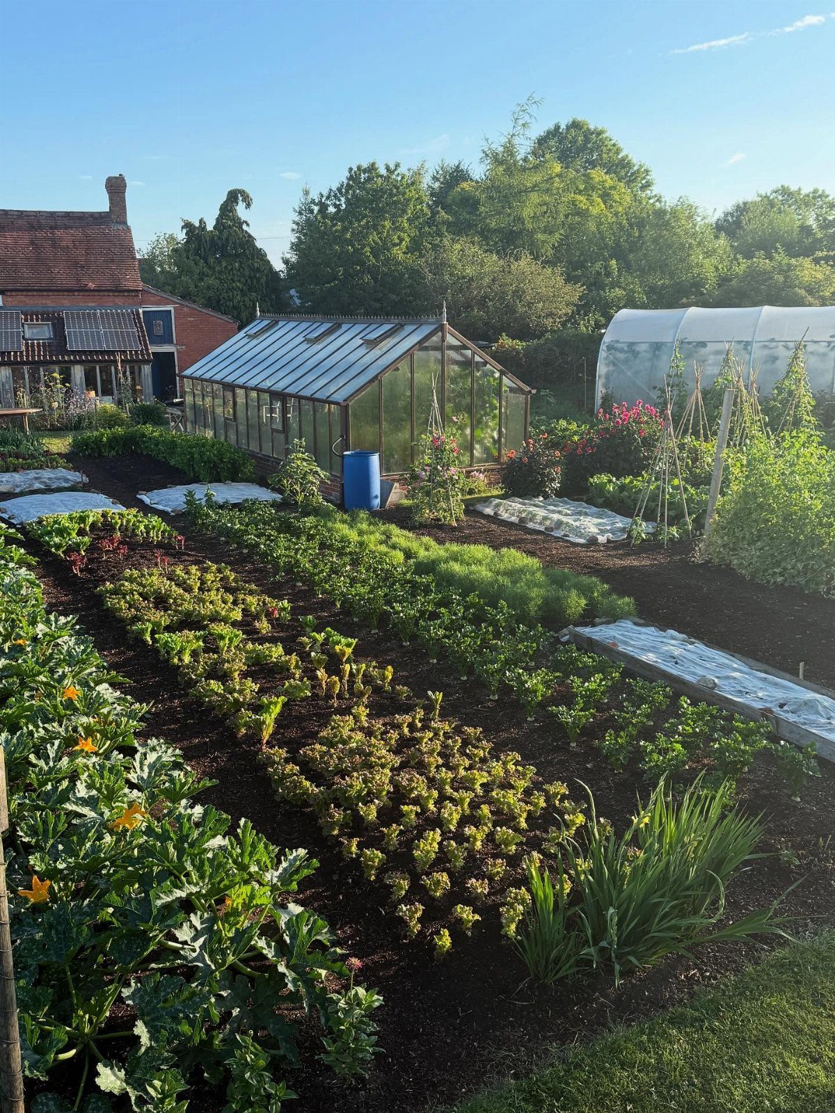 Vegetable garden with organized rows of plants, a glass greenhouse, and a polytunnel.