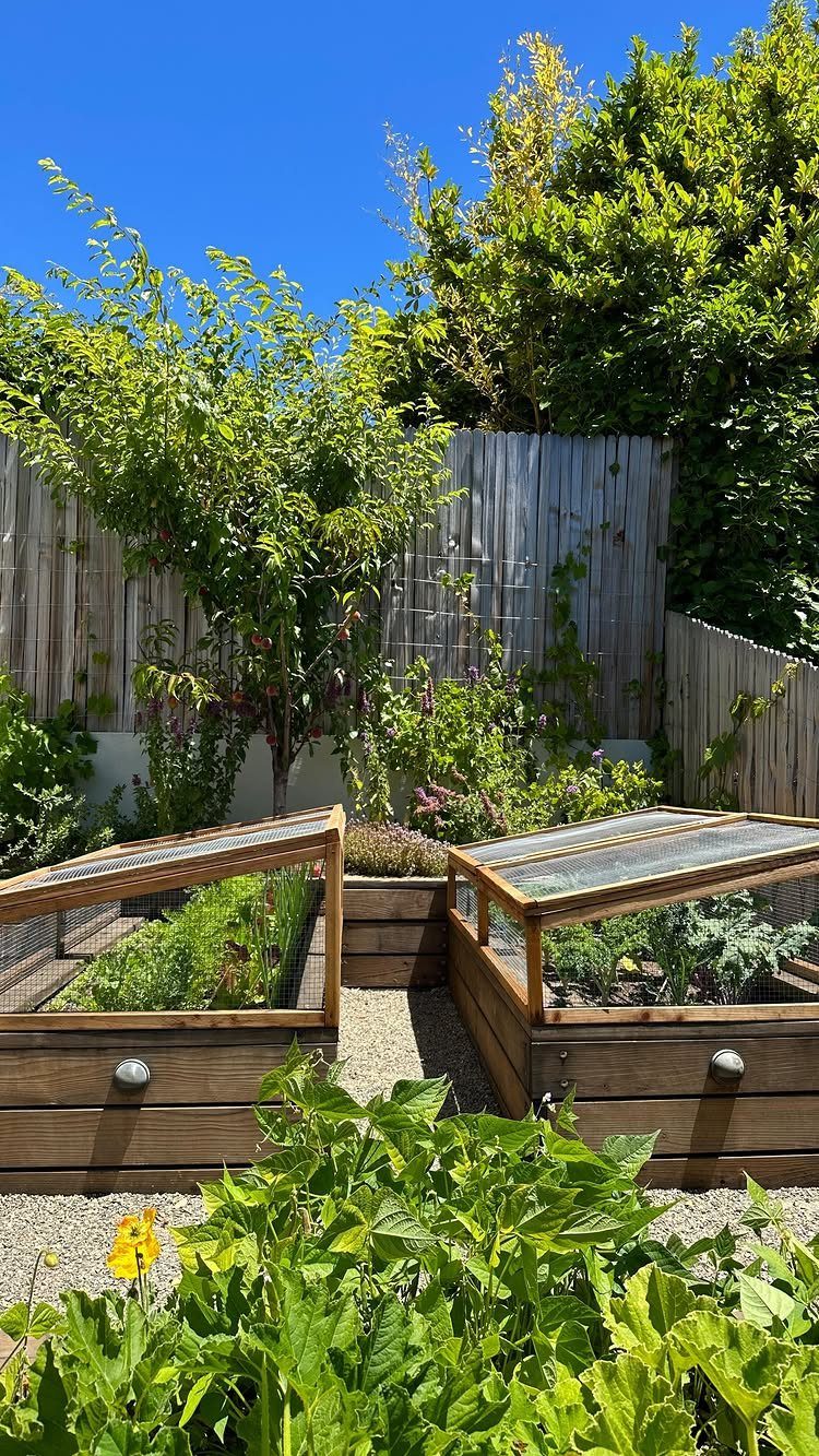 Raised Beds Garden: 25 Ideas from Wood, Metal, and Stone 21 Wooden raised garden beds with glass cold frames in a sunny backyard garden.
