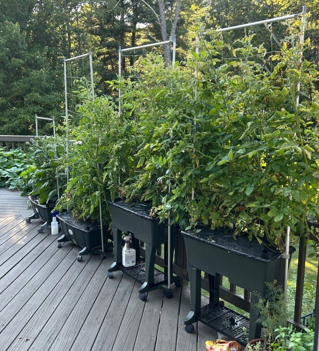 Raised Beds Garden: 25 Ideas from Wood, Metal, and Stone 13 Black plastic raised garden beds on casters with tall tomato plants on a deck.