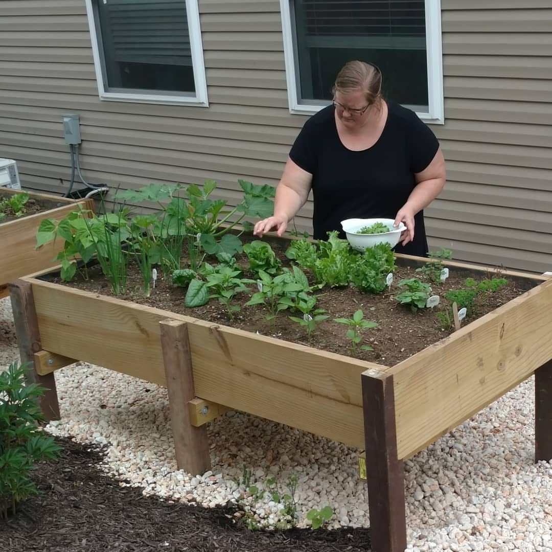 Raised Beds Garden: 25 Ideas from Wood, Metal, and Stone 4 Woman gardening in a waist-high wooden raised bed filled with green vegetables on white gravel.