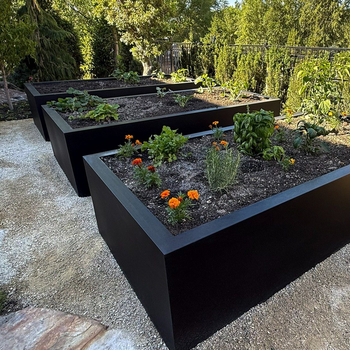 Black metal raised garden beds with orange flowers on a gravel path.