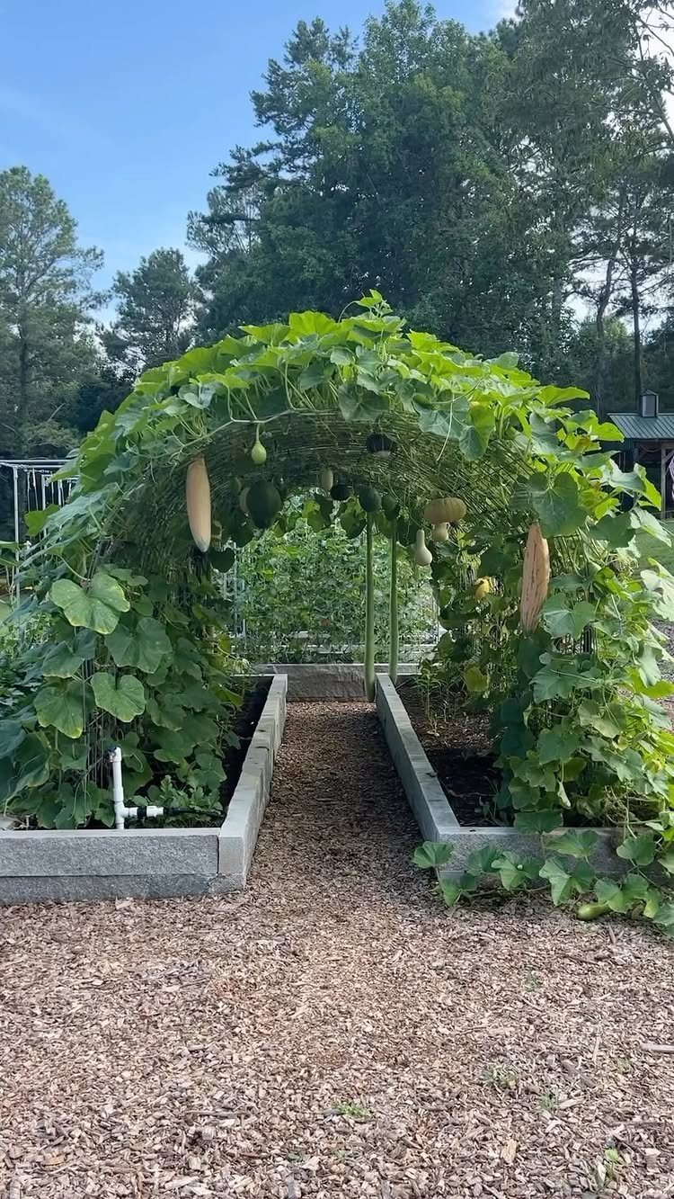 Concrete raised garden beds with a green vine arch and hanging gourds.