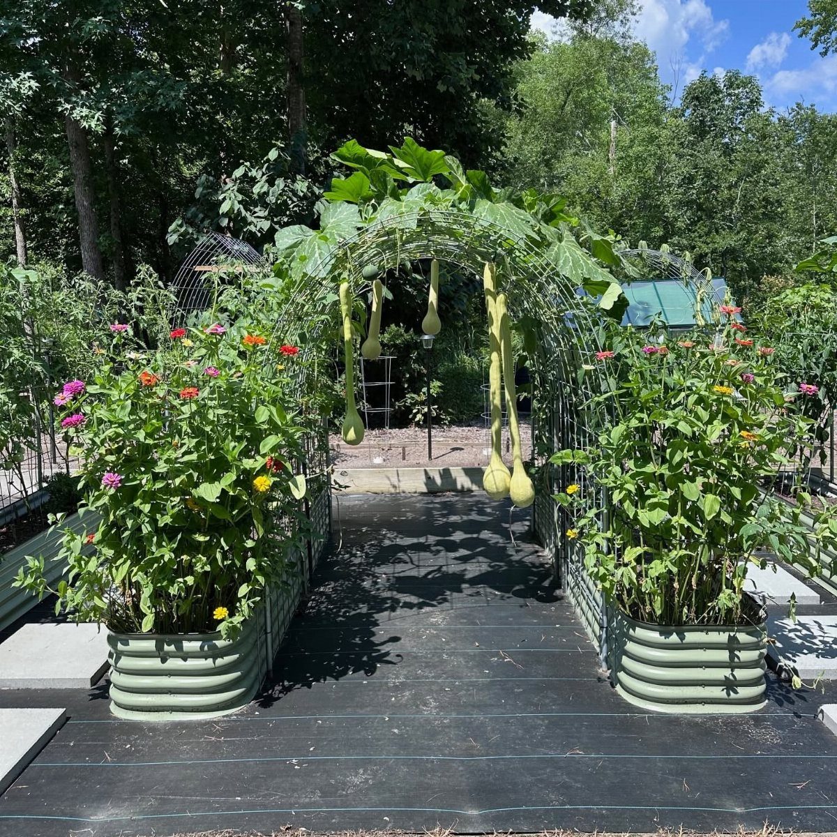 Corrugated metal raised beds with a metal arch trellis and hanging squash plants.