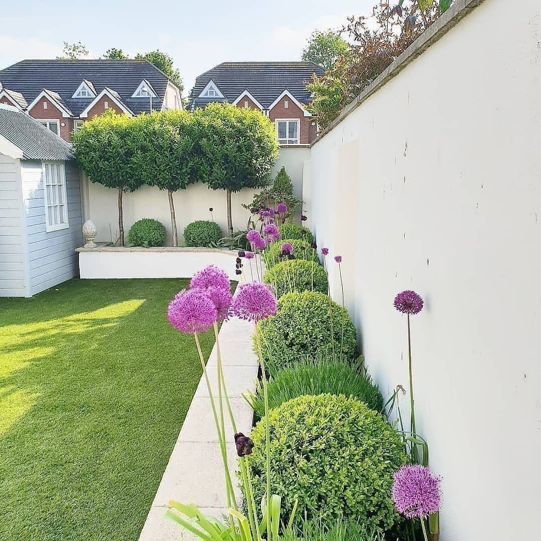 Narrow garden bed with purple alliums and round shrubs along a white wall.