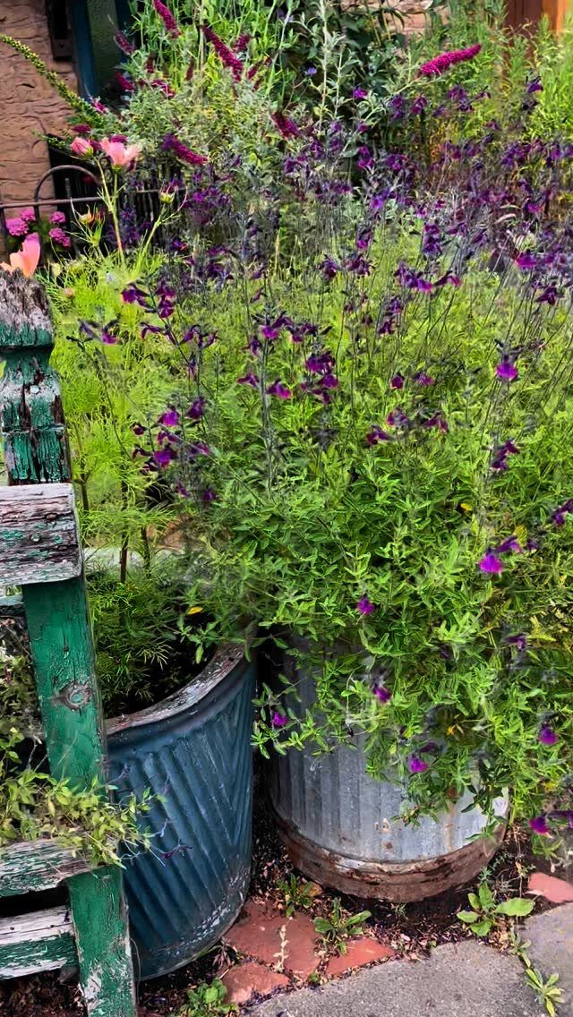 Purple and pink flowers growing in a blue pot and metal tub by a fence.