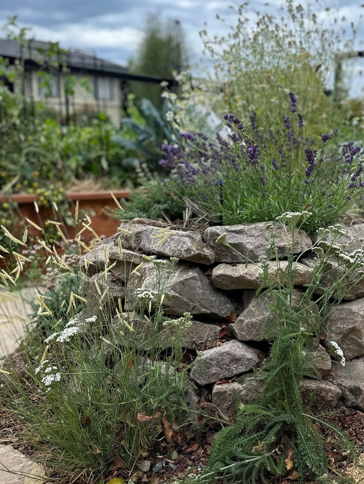 Stone raised flower bed with purple lavender and green ornamental grasses in a garden.