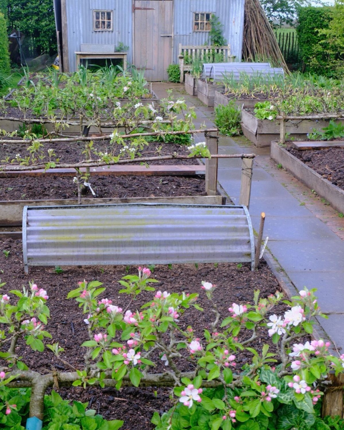 Low-growing flowering apple trees trained as a border for a raised garden bed