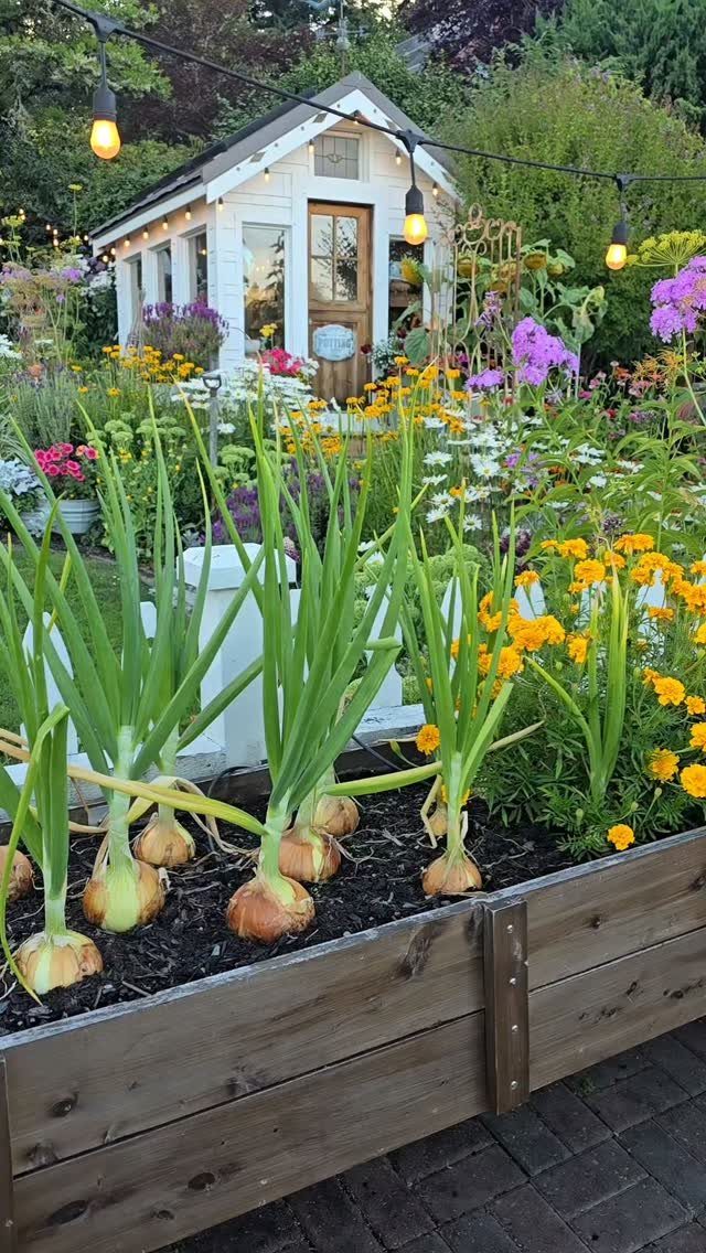 Wooden raised garden bed with onions and marigolds in front of a white shed.