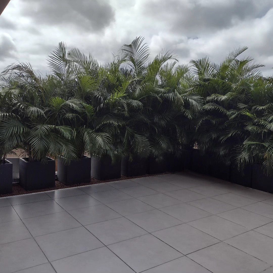 Rooftop patio with grey tiles and a row of palm plants in planters.
