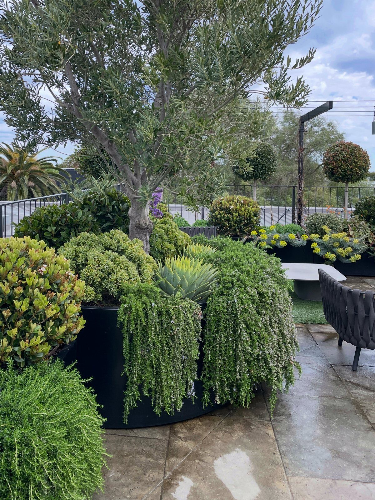 Lush green plants and a tree in black planters on a rooftop patio.