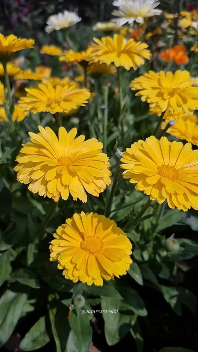 Bright yellow calendula flowers blooming with green foliage in a sunny garden.