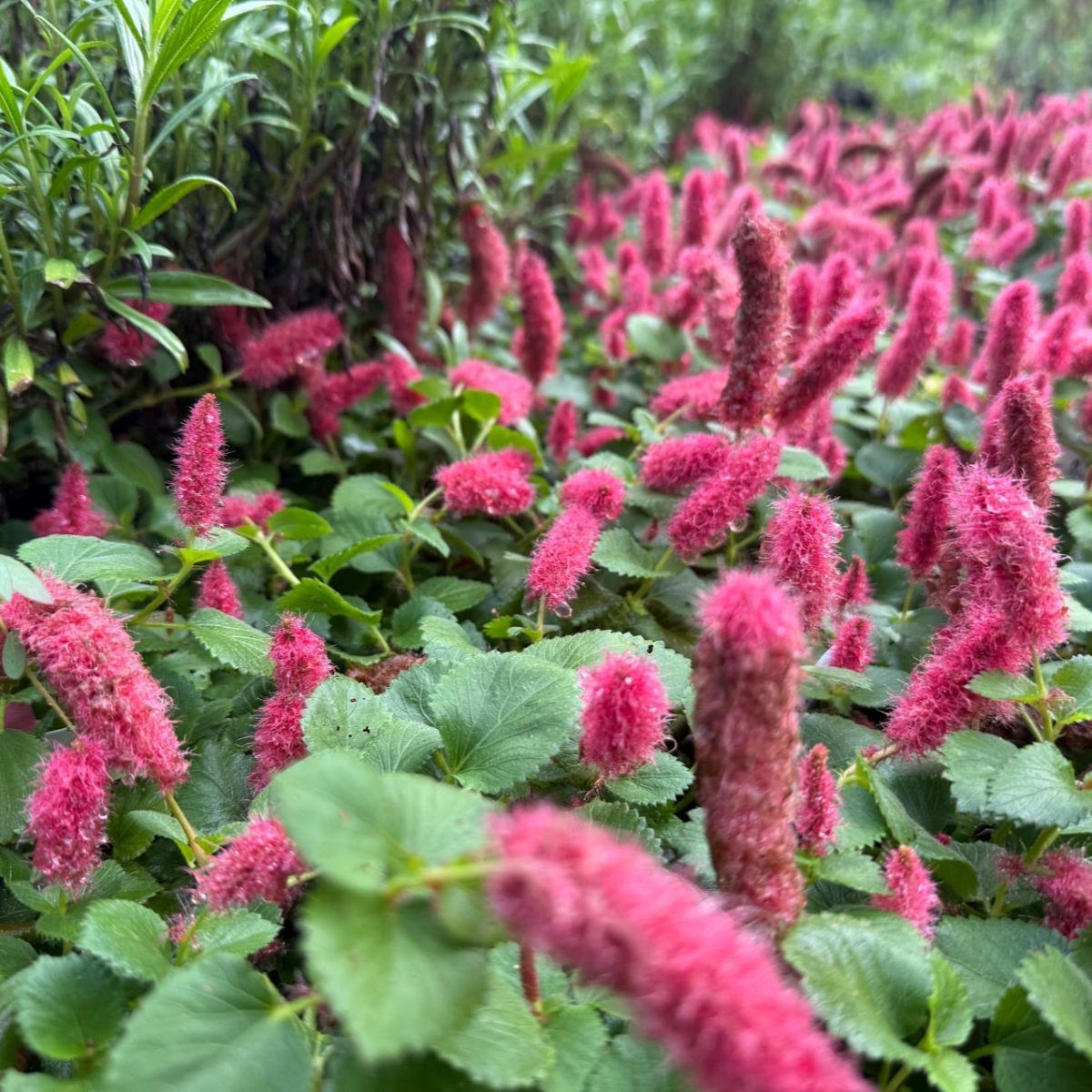 Chenille plant with fuzzy pink flower spikes and green leaves in a garden.