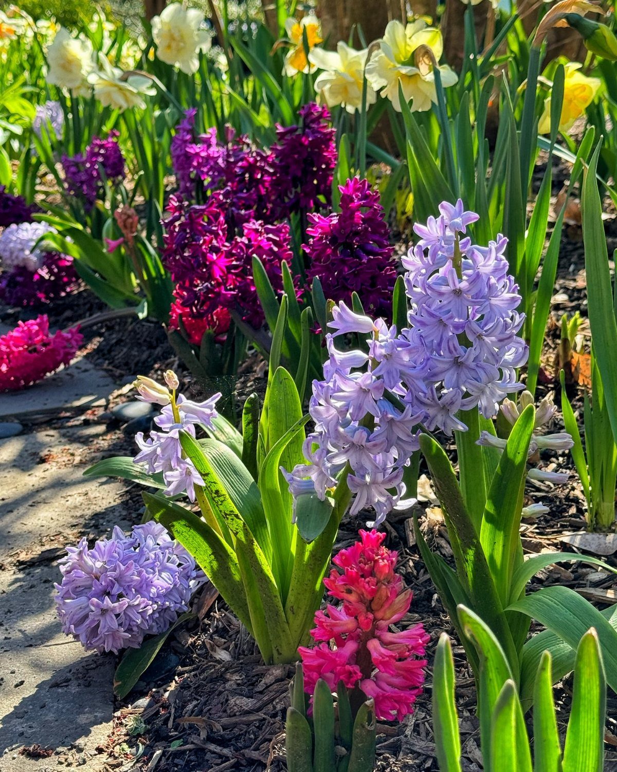 Colorful purple, pink, and blue hyacinths and yellow daffodils blooming in a garden bed.