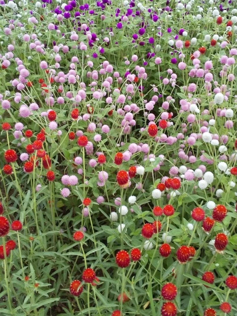 Colorful globe amaranth flowers in red, pink, purple, and white across a green garden.