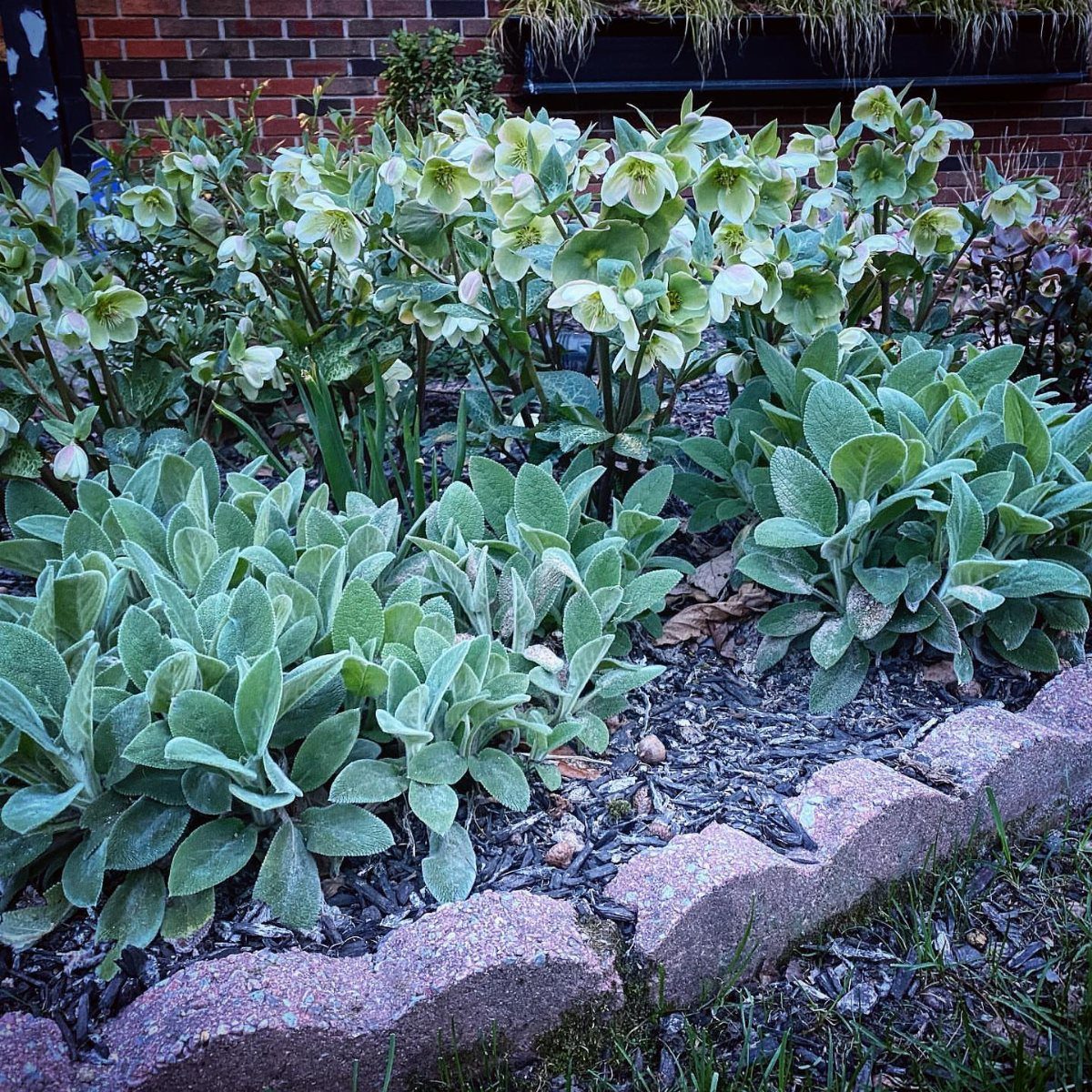 Silvery-green velvety lamb's ear plants growing in a mulched garden bed with stone edging.