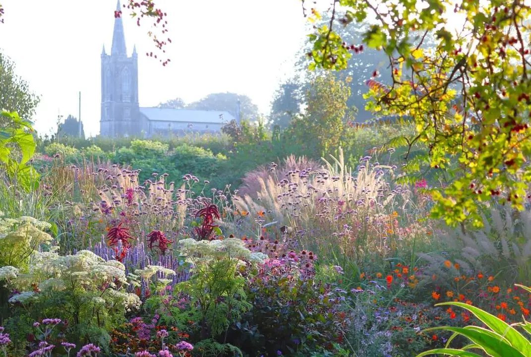 Lush garden with colorful flowers and feathery ornamental grasses with a church spire background